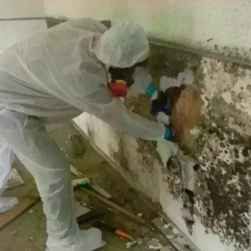 Mold Remediation and Removal in Selmer, TN